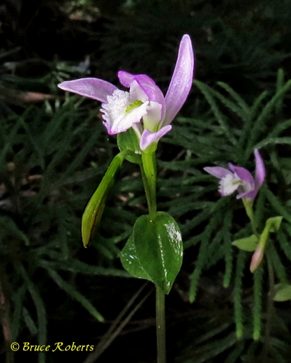 {Triphora trianthophoros}